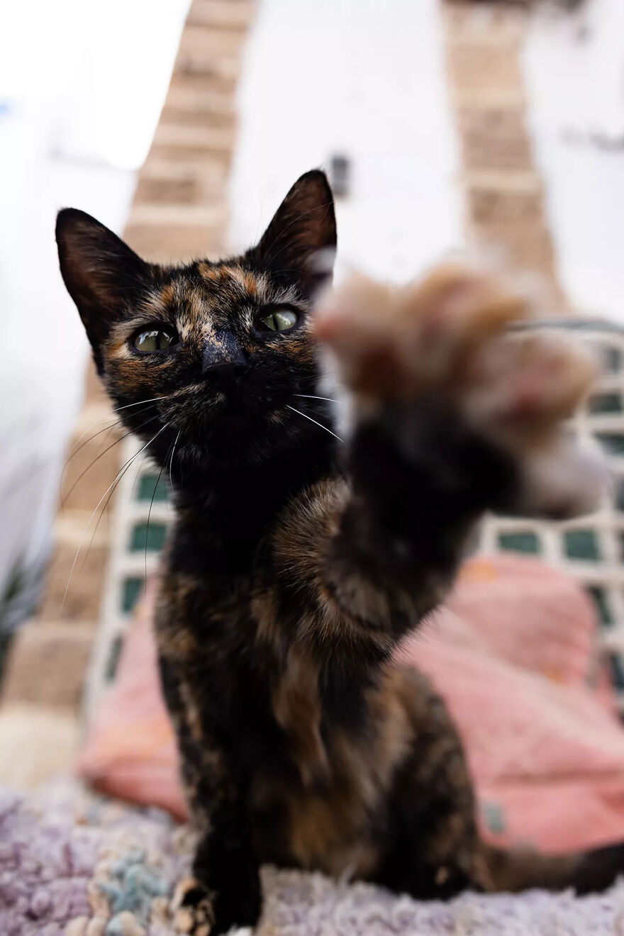 I Was Taking Photos Of Stray Cats Hours Before The Earthquake