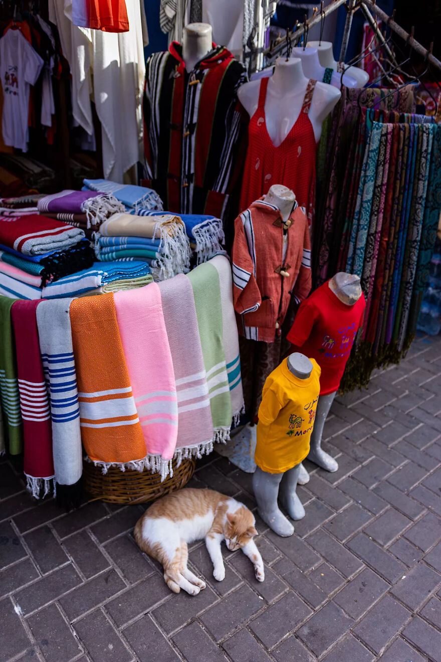 I Was Taking Photos Of Stray Cats Hours Before The Earthquake