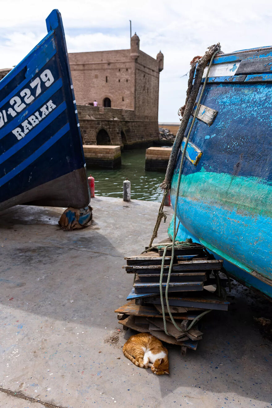 I Was Taking Photos Of Stray Cats Hours Before The Earthquake