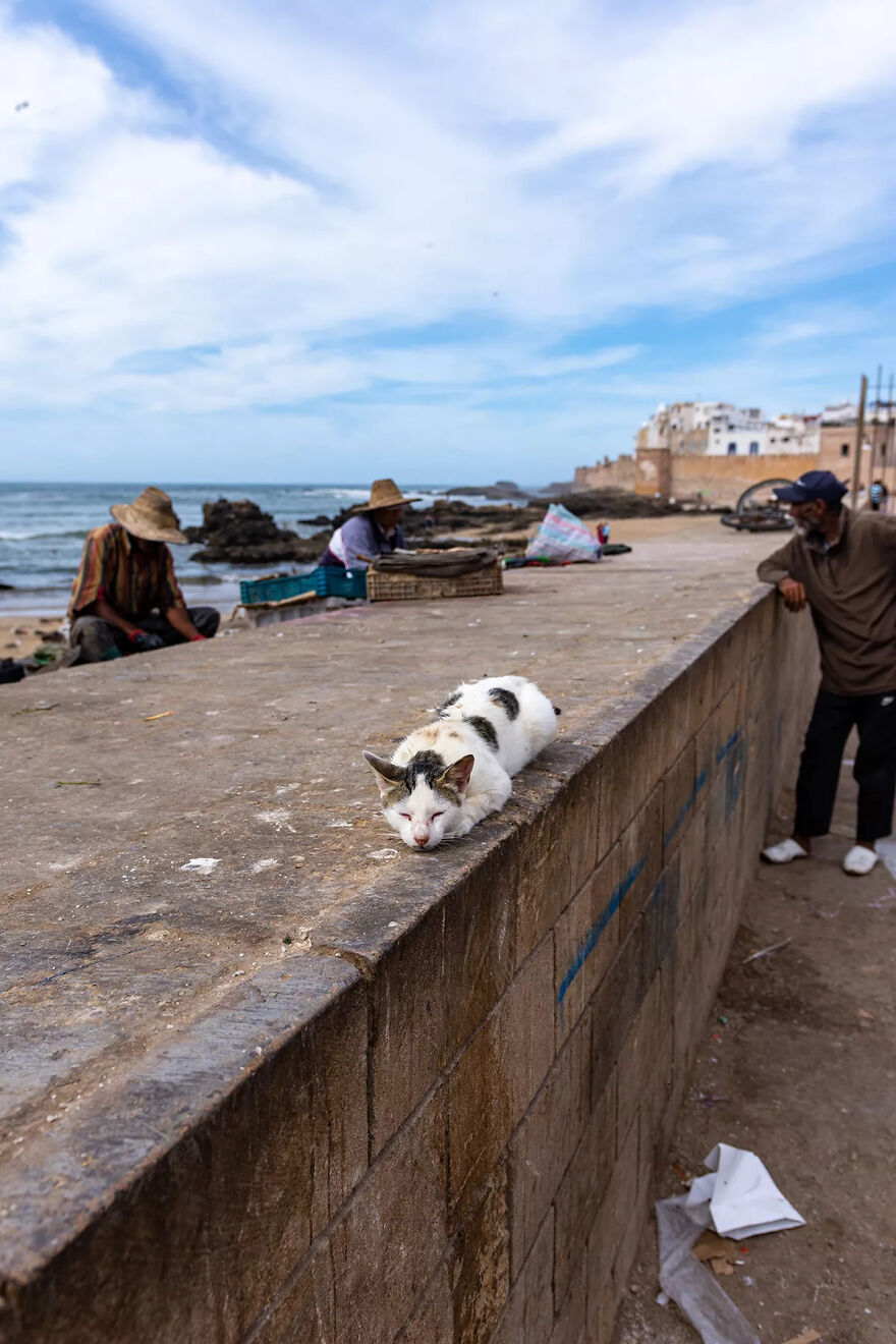 I Was Taking Photos Of Stray Cats Hours Before The Earthquake