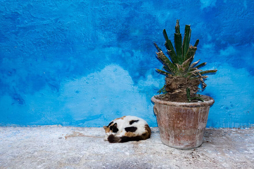 I Was Taking Photos Of Stray Cats Hours Before The Earthquake