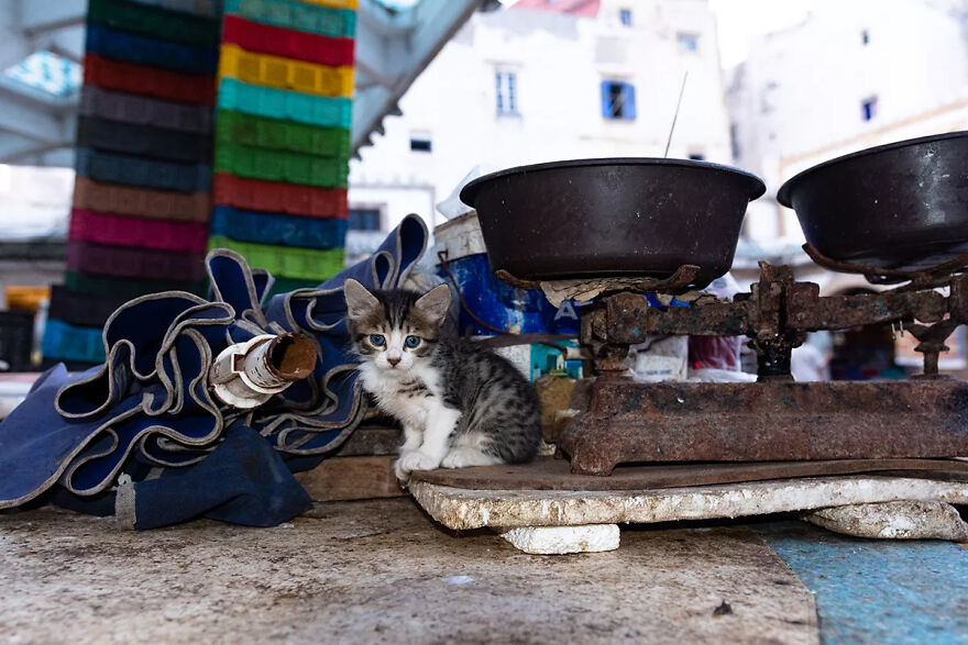 I Was Taking Photos Of Stray Cats Hours Before The Earthquake