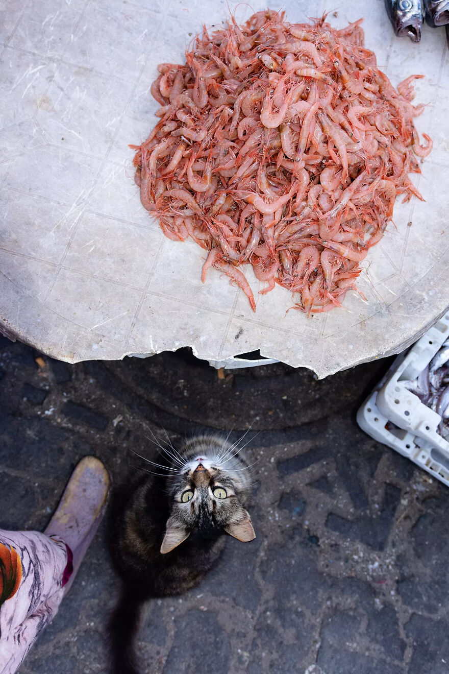 I Was Taking Photos Of Stray Cats Hours Before The Earthquake