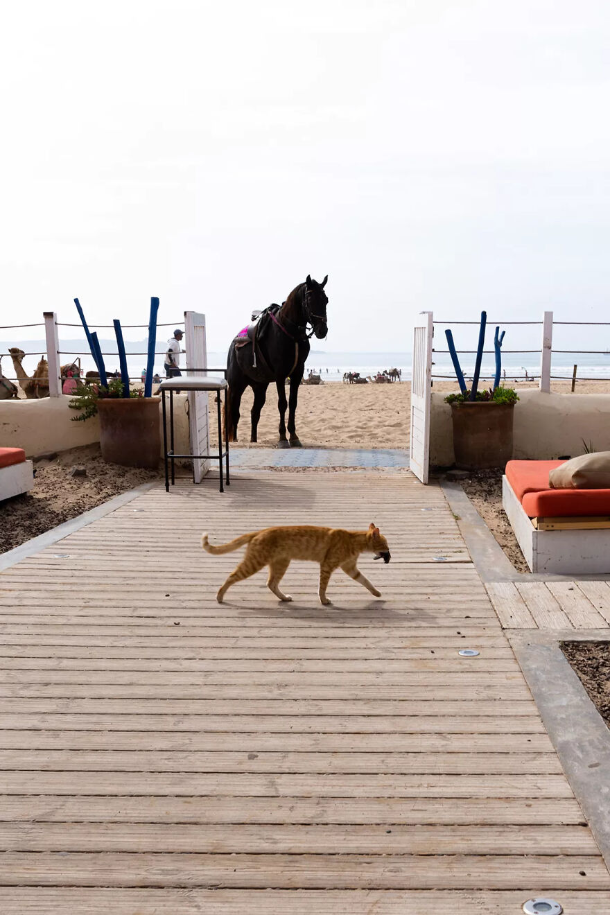 I Was Taking Photos Of Stray Cats Hours Before The Earthquake