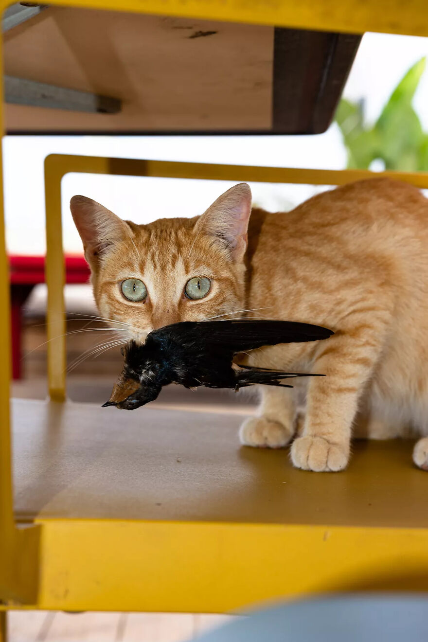 I Was Taking Photos Of Stray Cats Hours Before The Earthquake