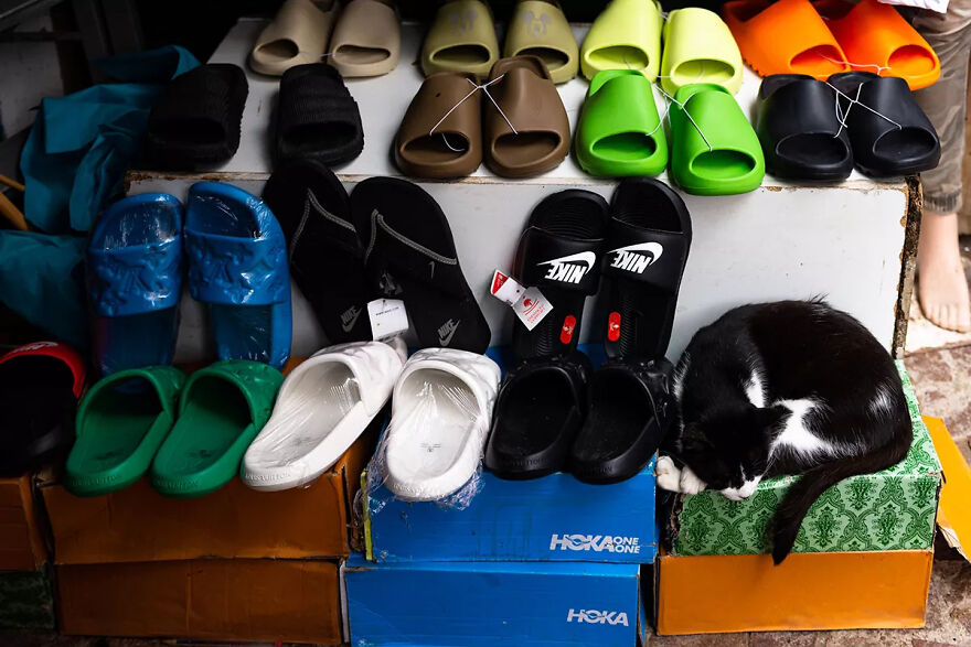 I Was Taking Photos Of Stray Cats Hours Before The Earthquake