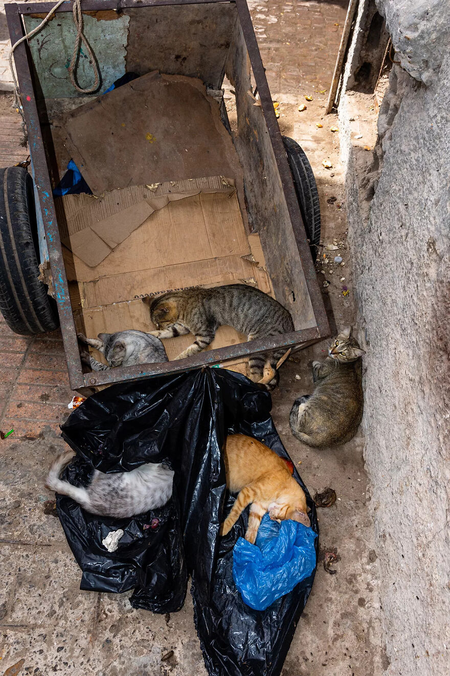 I Was Taking Photos Of Stray Cats Hours Before The Earthquake