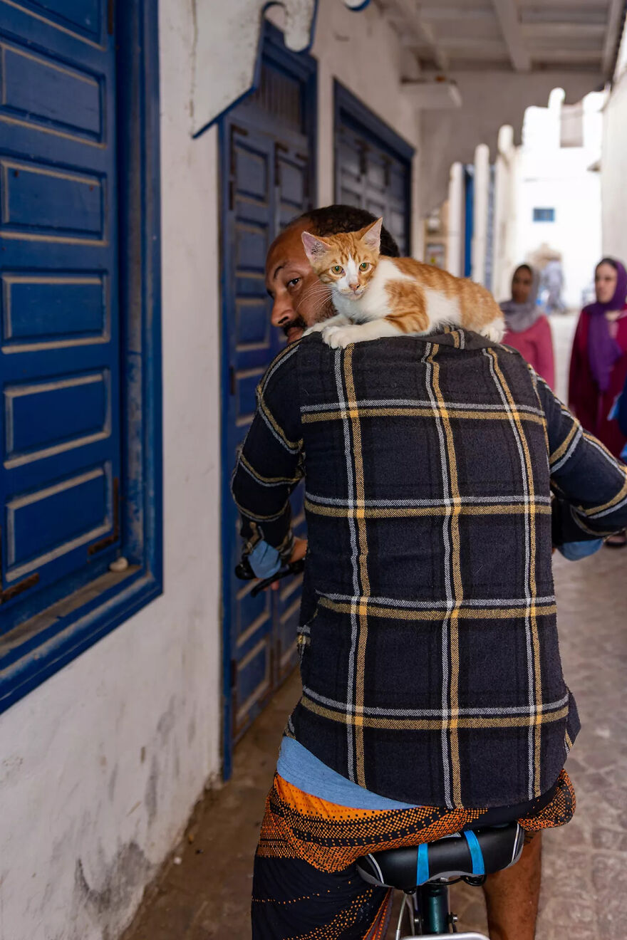 I Was Taking Photos Of Stray Cats Hours Before The Earthquake