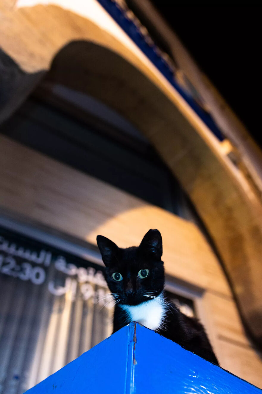 I Was Taking Photos Of Stray Cats Hours Before The Earthquake