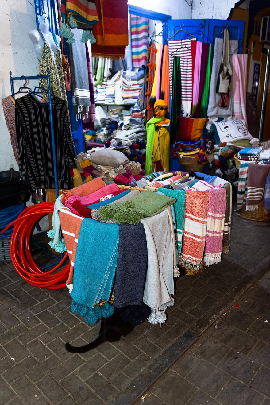 I Was Taking Photos Of Stray Cats Hours Before The Earthquake