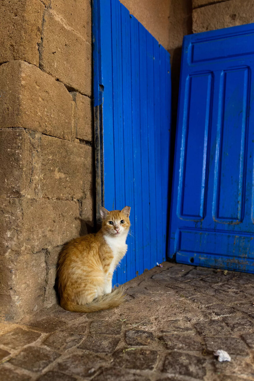 I Was Taking Photos Of Stray Cats Hours Before The Earthquake