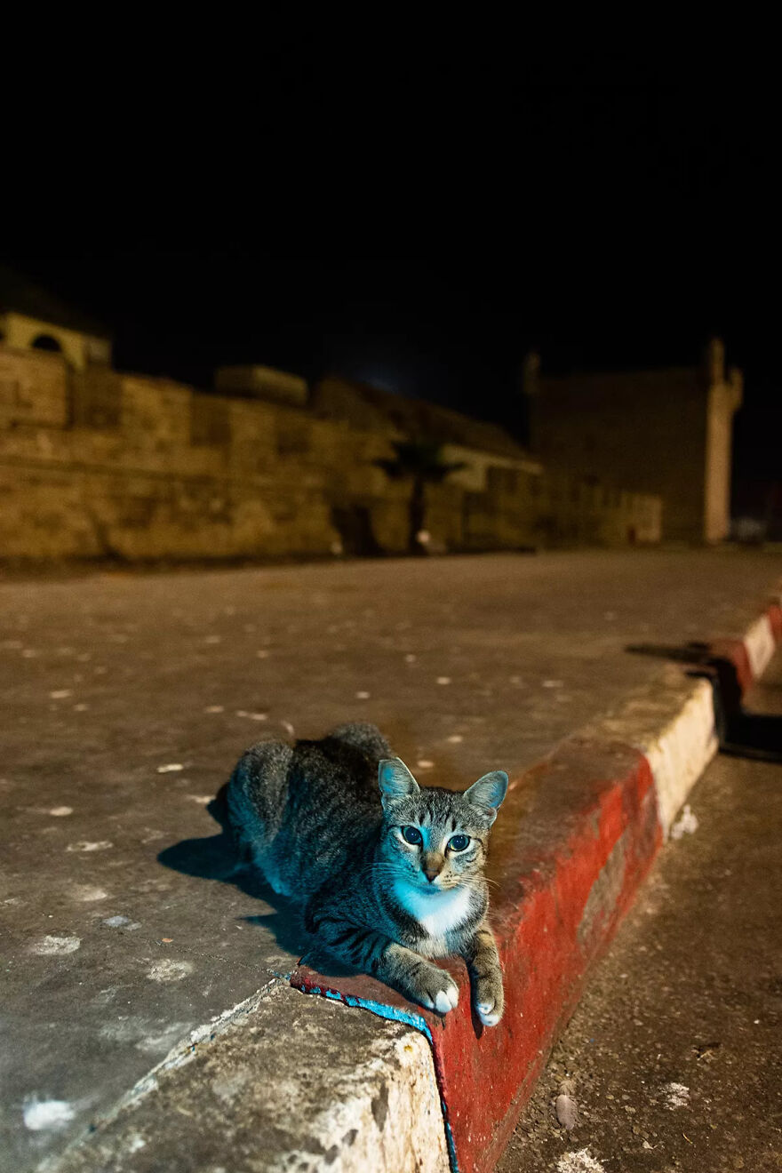 I Was Taking Photos Of Stray Cats Hours Before The Earthquake