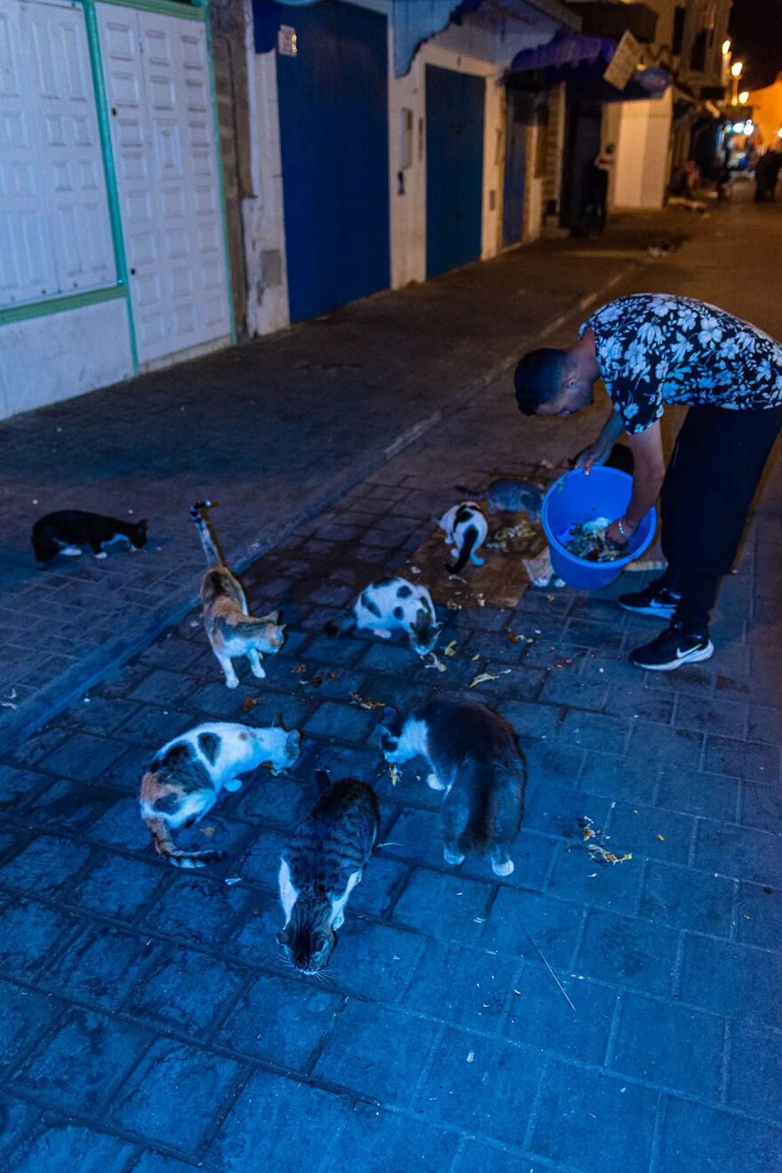 I Was Taking Photos Of Stray Cats Hours Before The Earthquake