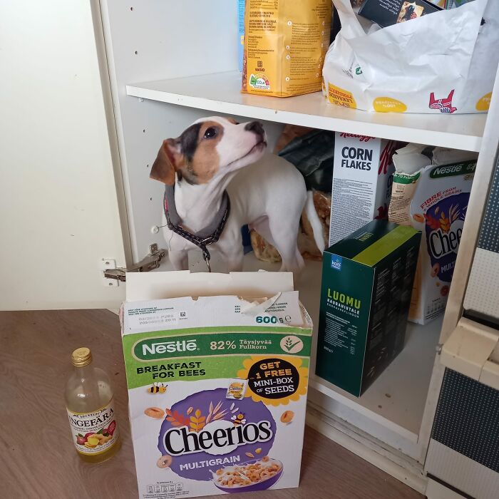 "Hooman, Where's My Food?" -Buckwheat