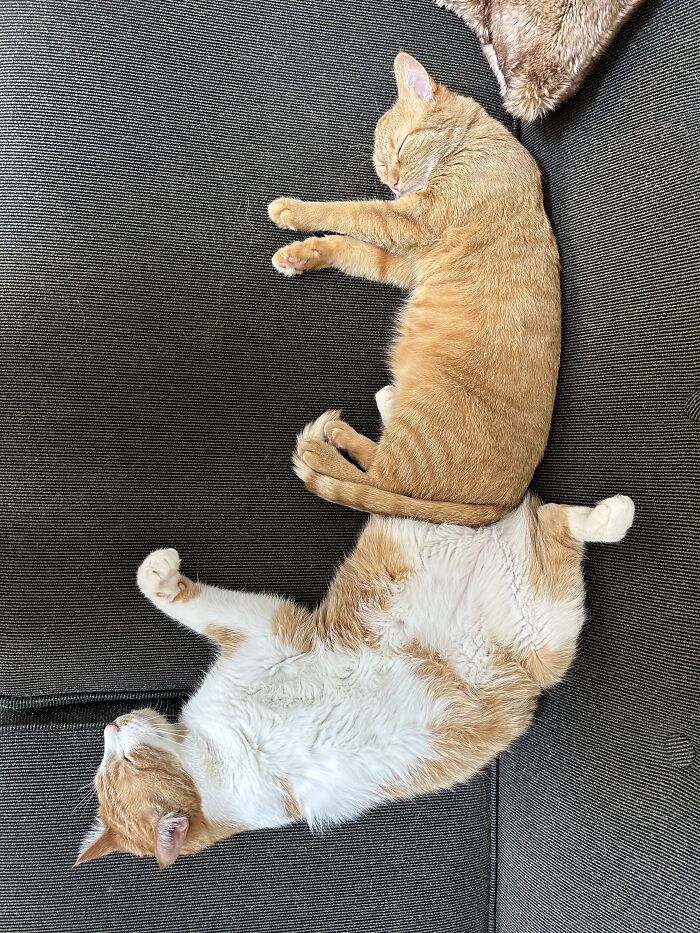 I Think They're Getting Used To The New House