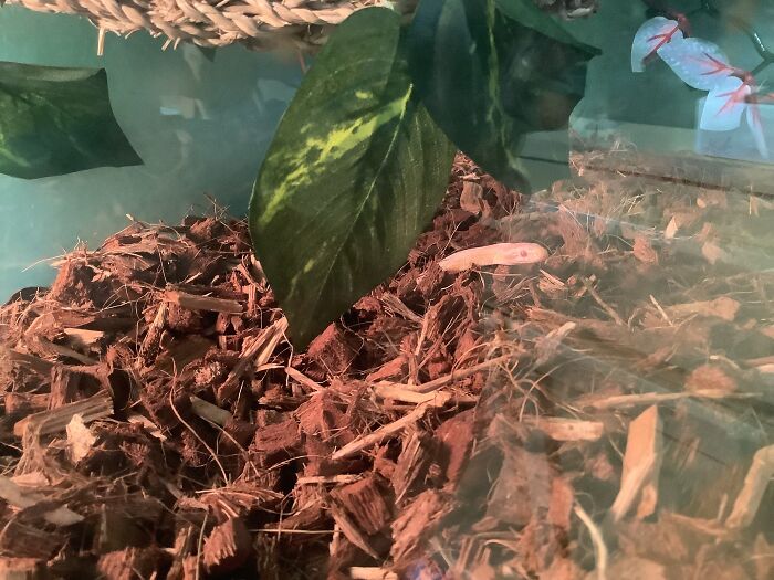 Chili (Snow Cornsnake)