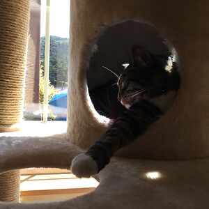 ladybuggirl3889 avatar