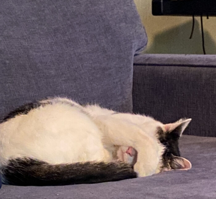 My Cat Tater-Tot, Very Slepy