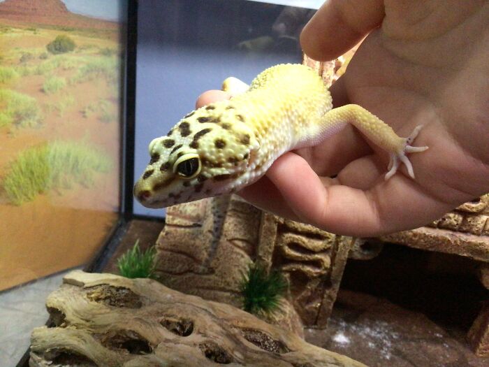 Krycek The Leopard Geck