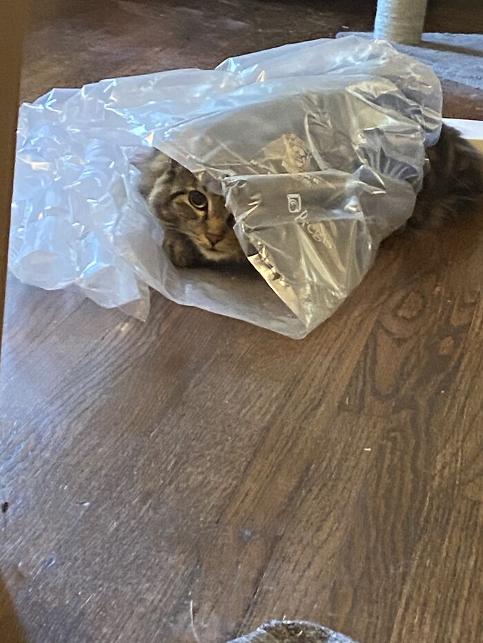 Loki Is In Bubble Wrap. He Put Himself In There