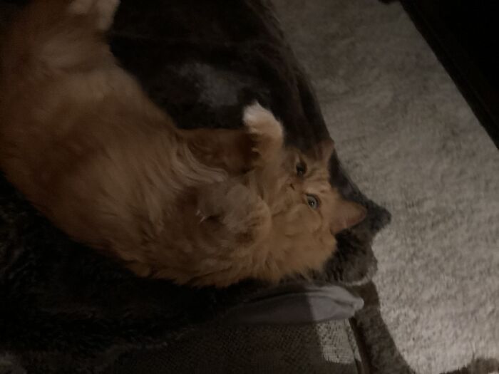 It Wasn’t My Cats Turn With The Brain Cell I Guess