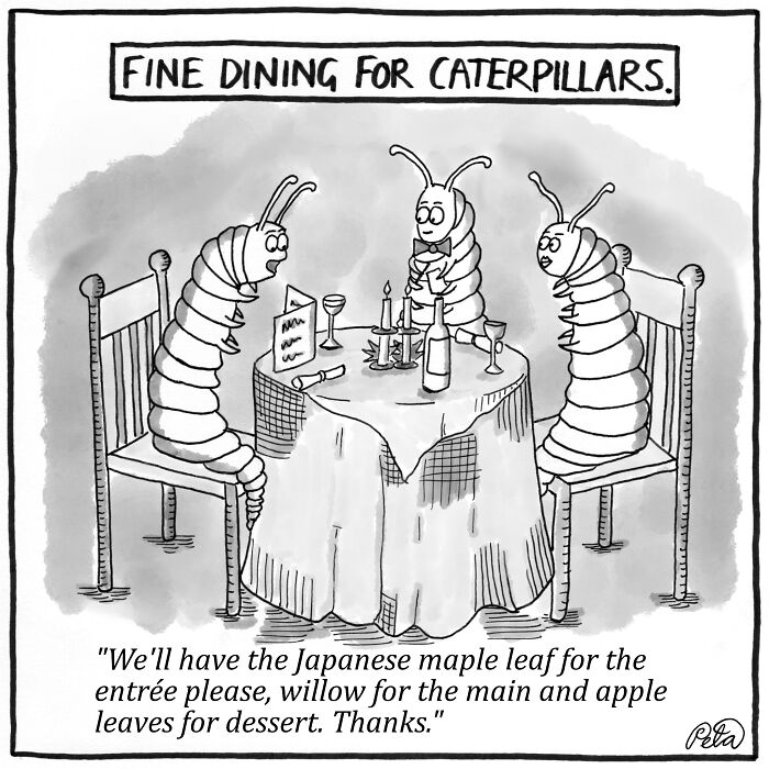 Fine Dining For Caterpillars