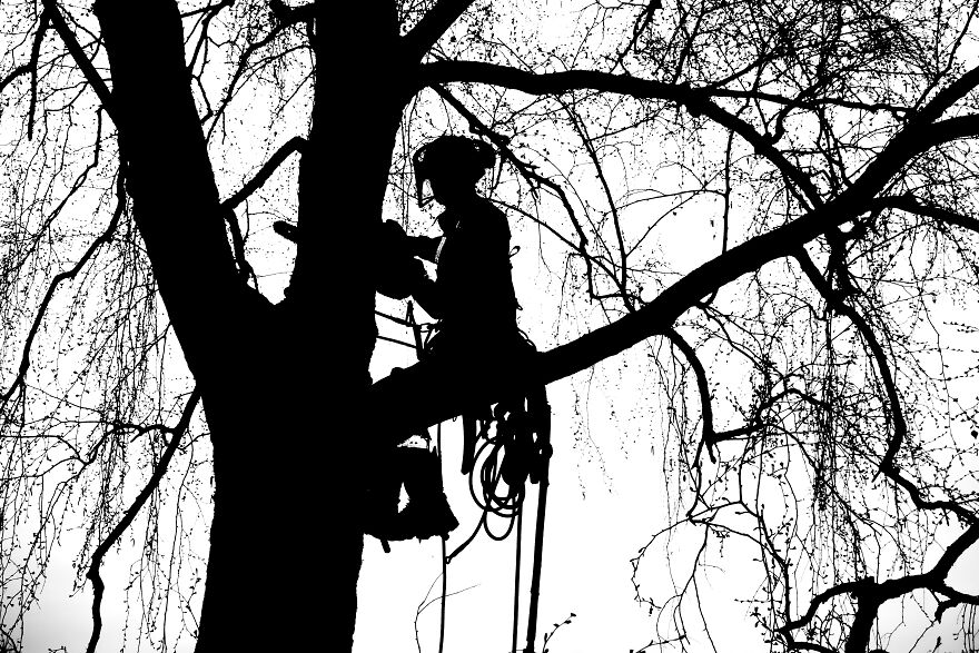 Tree Surgeon