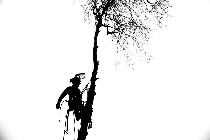 Tree Surgeon
