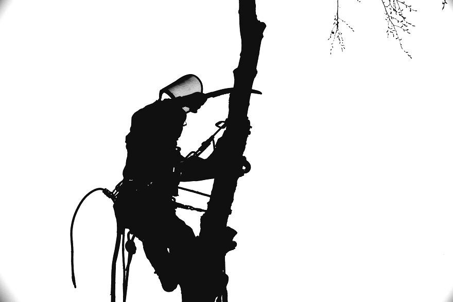 Tree Surgeon