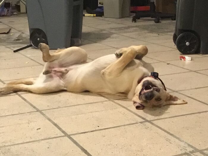 The Day He Got Neutered