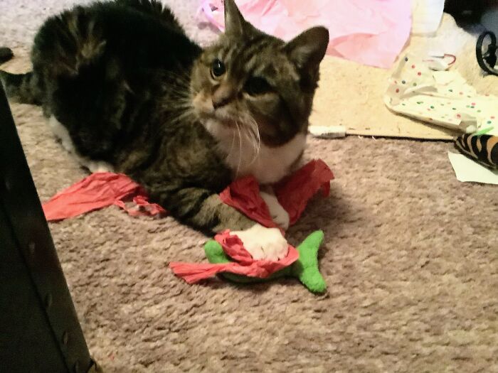 Rune Pretending She Isn’t Interested In The Toy