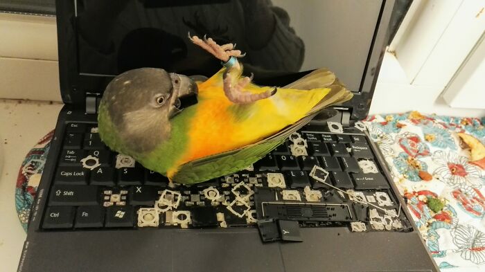 Somebirdy Had Fun With My Old Notebook :))