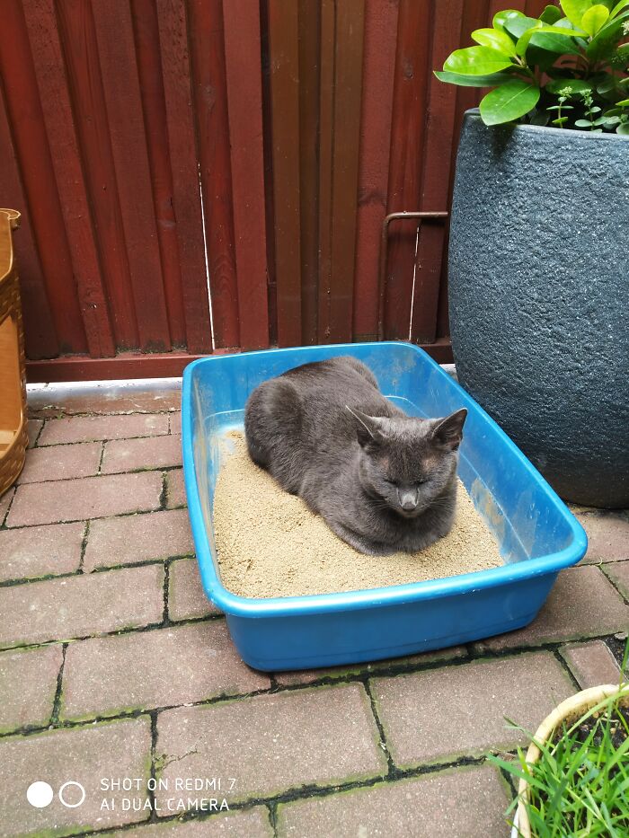 Bruno Comfortably Sleeps On Toilet
