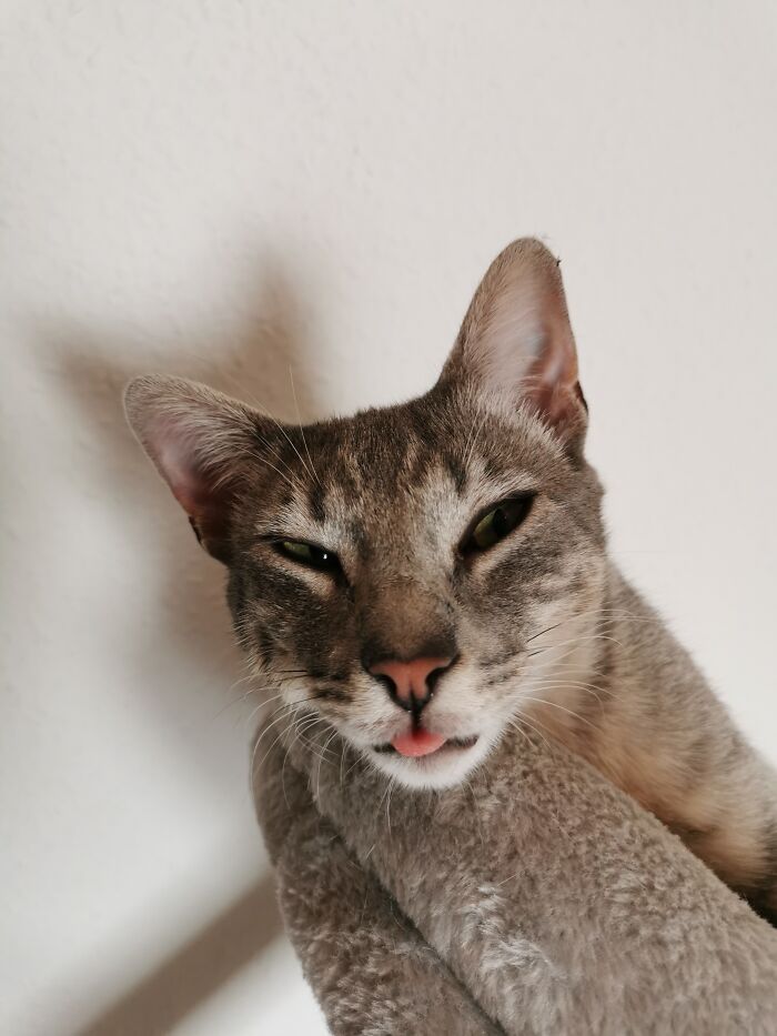 Cassini After Playing Hard