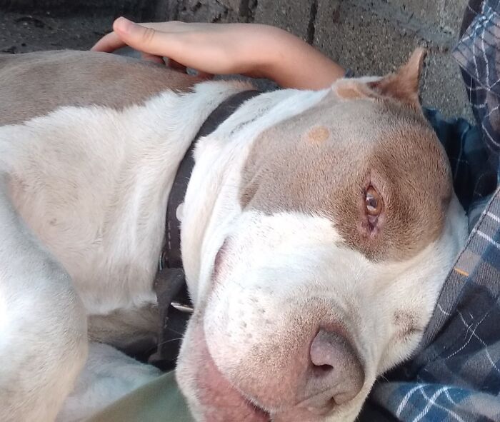 This Is Boston. He Died Because Of Cancer, He Was Just 7 Years Old. (I Know Is Not A Recent Photo)