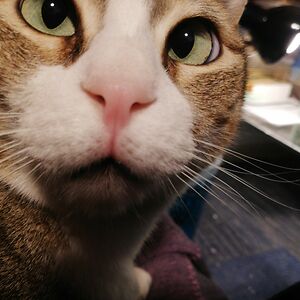 yehudithannahcohn avatar