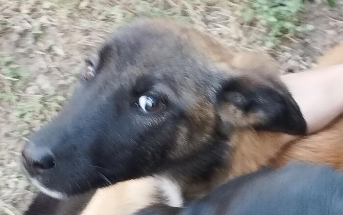 Laika Again. You Can See How Cute She Is