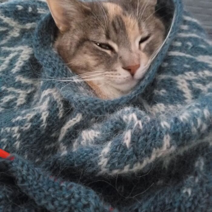 Maud Loves Sitting In Sweaters While I Knit Them