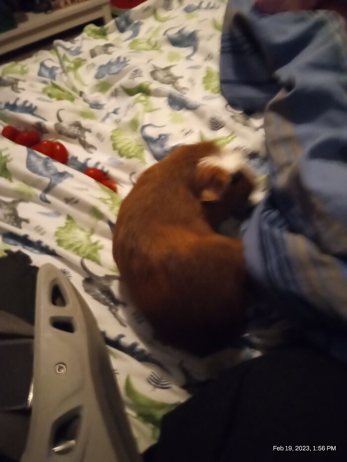 Sleepy Sparky Happy Coco