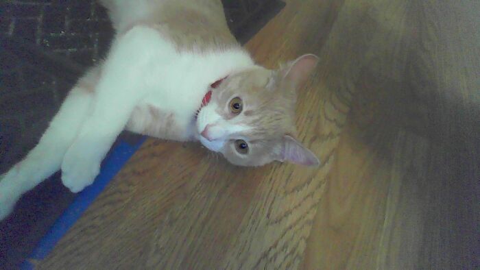 My Cat Was Just Lying Around Into Space