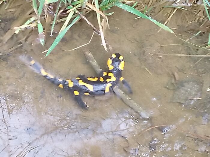 Fire Salamander