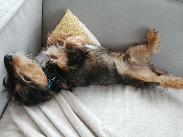 Elvis Sleeping In His Favourite Position