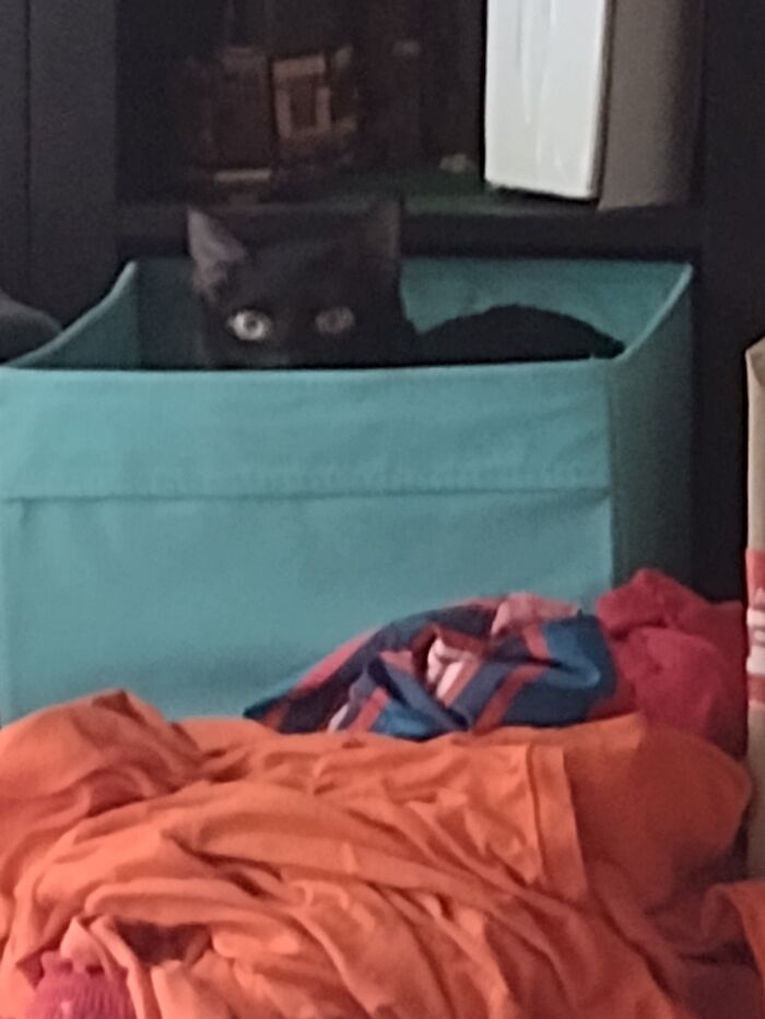 He Pulls The Bin Out Himself And Gets In, Then Just Stares At Me Like This