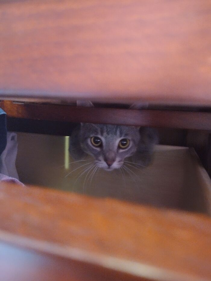 Lil Elmo Hiding In My Dresser From About A Monthagp