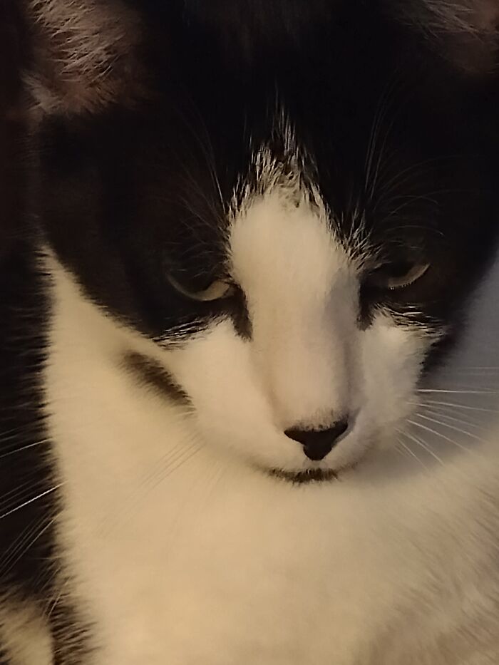 This Picture Of My Cat, Toro. It Looks Almost Like A Painting For Some Reason!