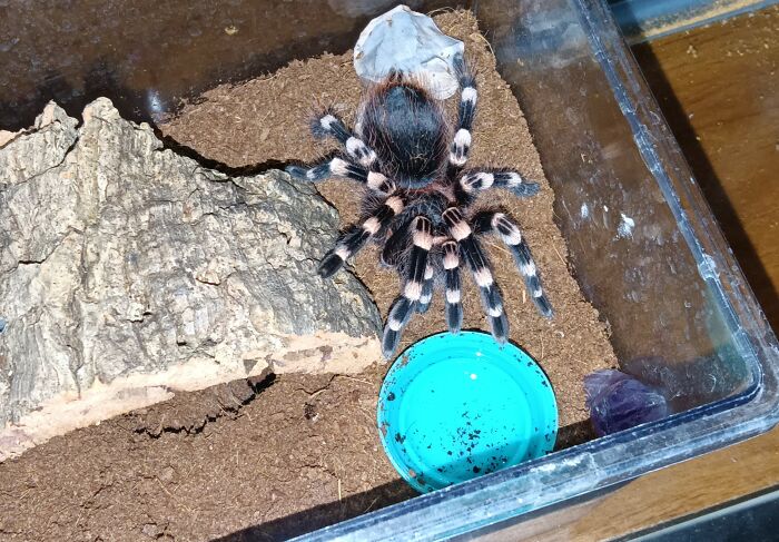 And This Is Luna Moon-Knees, My Brazilian White Knee Tarantula!