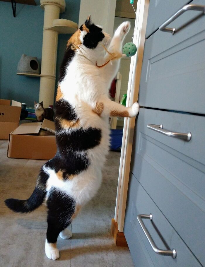 Pipsa Trying To Figure Out A New Game