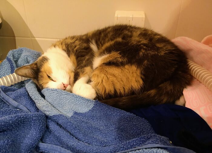 Our Darling Little Muru Sleeping In The Laundry