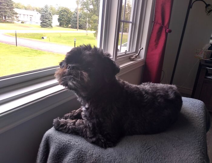 Buddy On Neighbourhood Watch