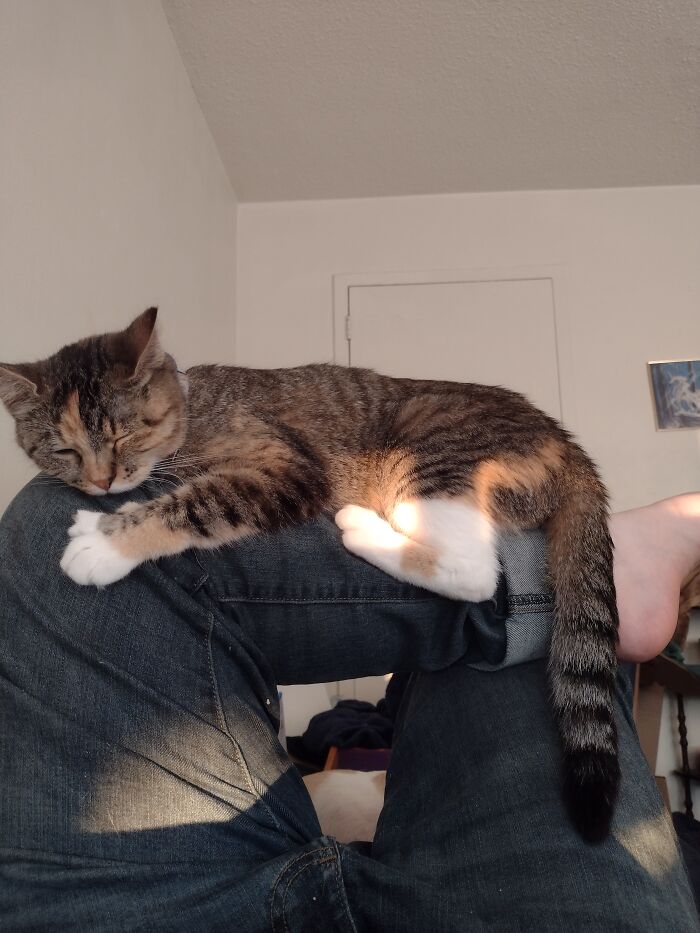 Princess Leia Marie Insists That My Legs Make The Best Nap Spots 💕